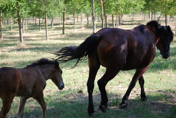 cavalli-agriturismo-bevagna