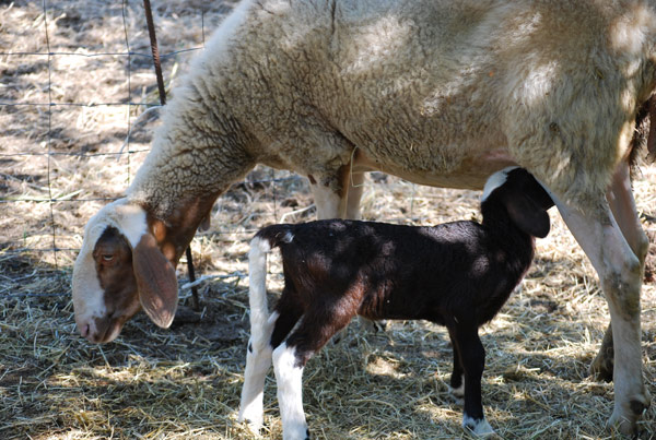 pecore-agriturismo-bevagna