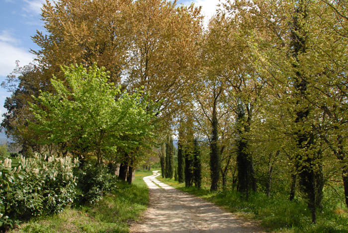 viale-alberato-agriturismo-bevagna