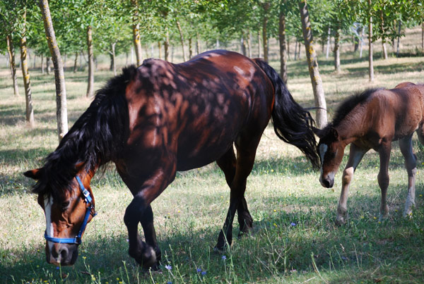 puledro-agriturismo-bevagna